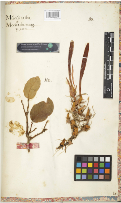 Trigonidium acuminatum specimen in the Marcgraf Herbarium at the University of Copenhagen Herbarium.