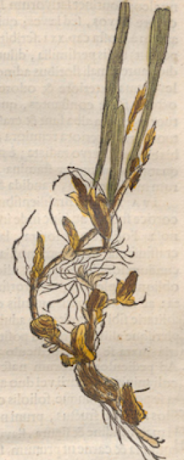 Illustration of Trigonidium acuminatum from Historia Naturalis Brasiliae 1648, Biodiversity Heritage Library.